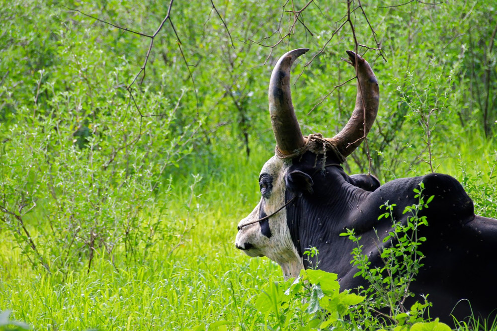 je rencontre madagascar