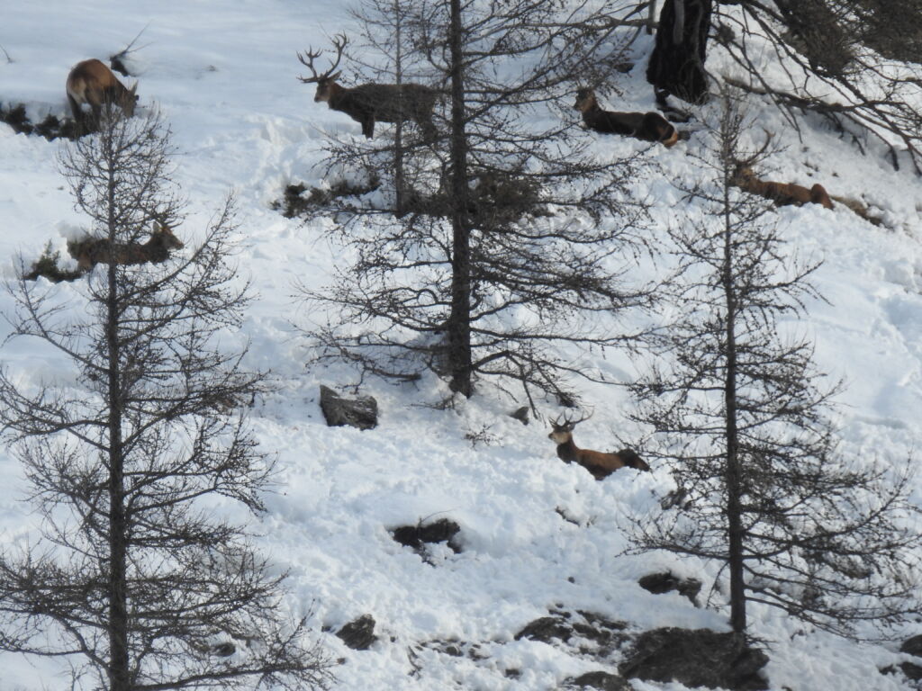 20240307_CP-ParcduQueyras_DerangementHivernal2_©PNRQ