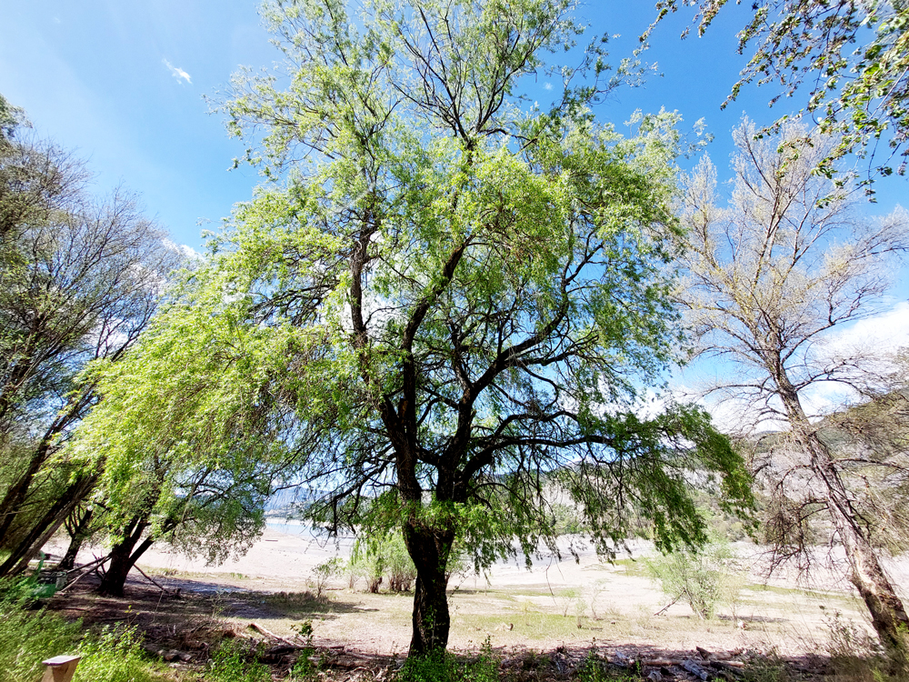 Des-jardins-et-des-arbres