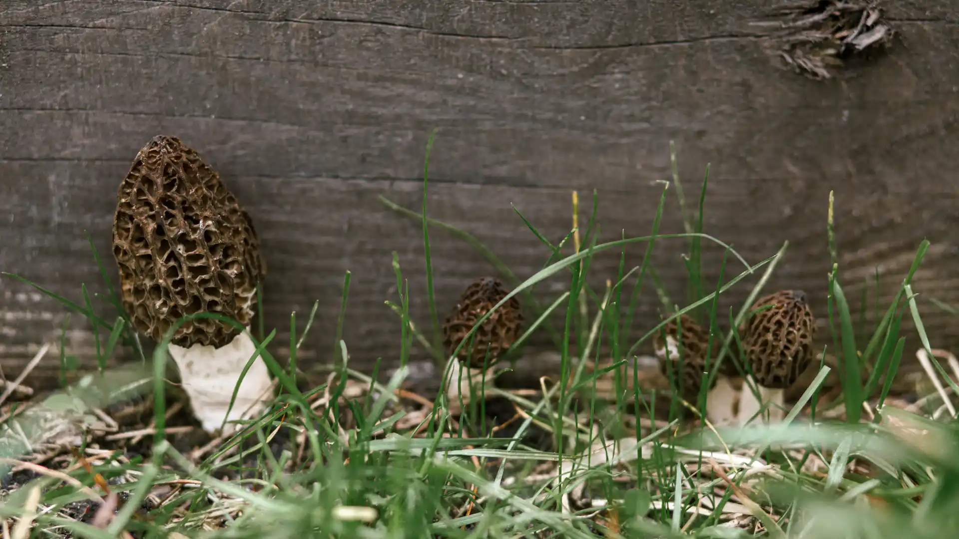 CHASSES AUX MORILLES
