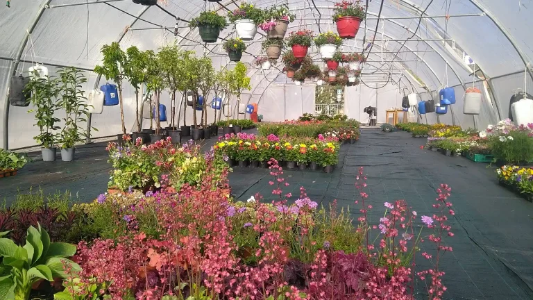 Serres du Rabioux : le jardin local qui séduit