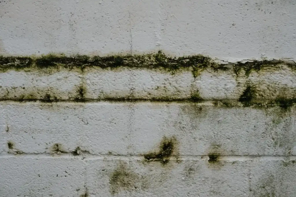 mur humide que faire
