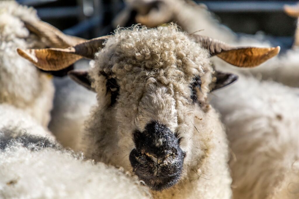 Ovins ©Patrick Domeyne ADDET05