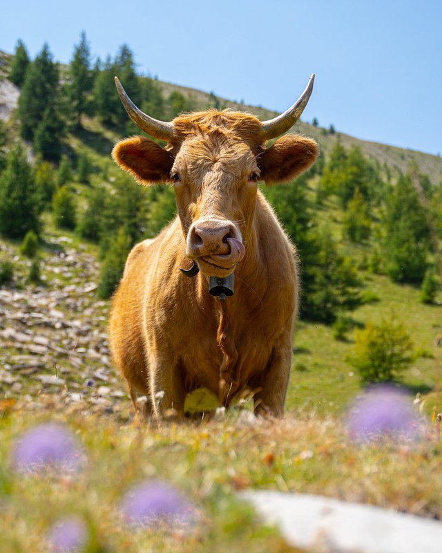 Fête de l'amontagnage-Les Orres ©Aurélie Bellet