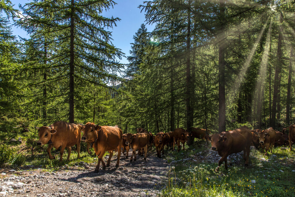 Bovins ©Patrick Domeyne ADDET05