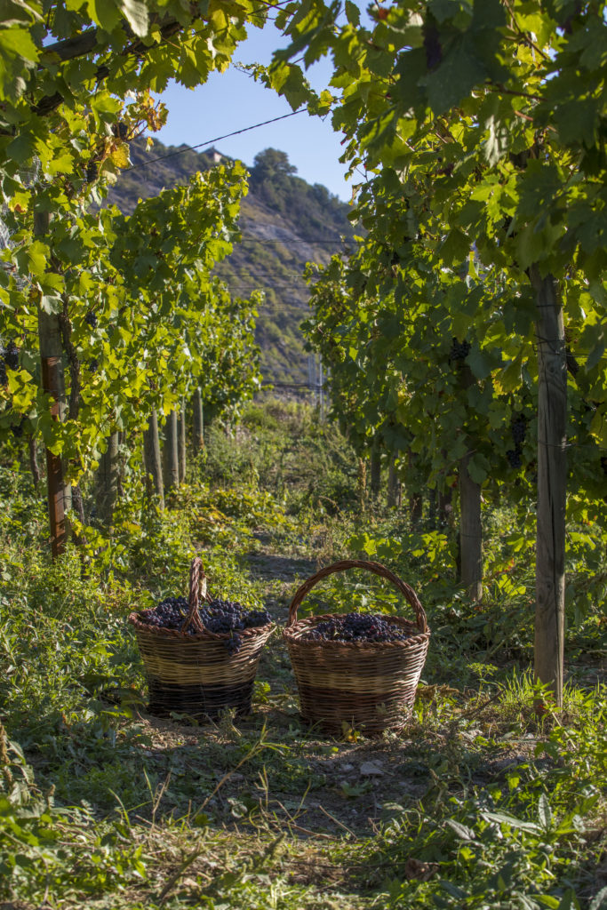 Domaine Joffrey Martin © Patrick Domeyne Addet05