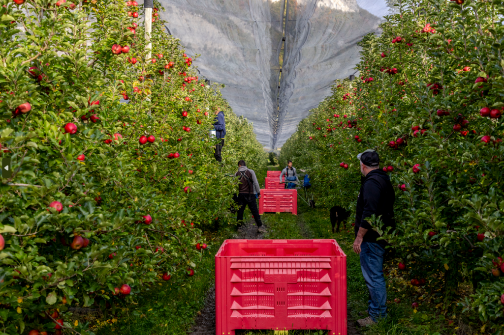 Arboriculture Richier La Pradelle 2024 © Patrick DOMEYNE