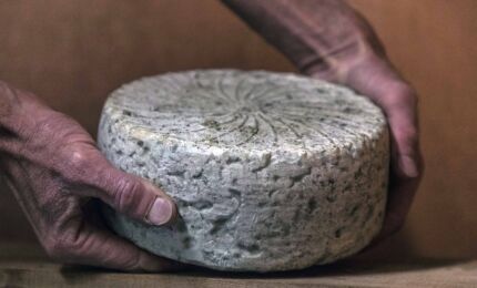 Bleu du Queyras ©Patrick Domeyne-ADDET05