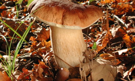 Boletus edulis