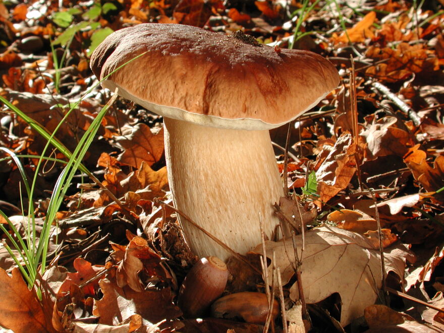 Boletus edulis = Cèpe de Bordeaux_DSCN1585 Boletus edulis