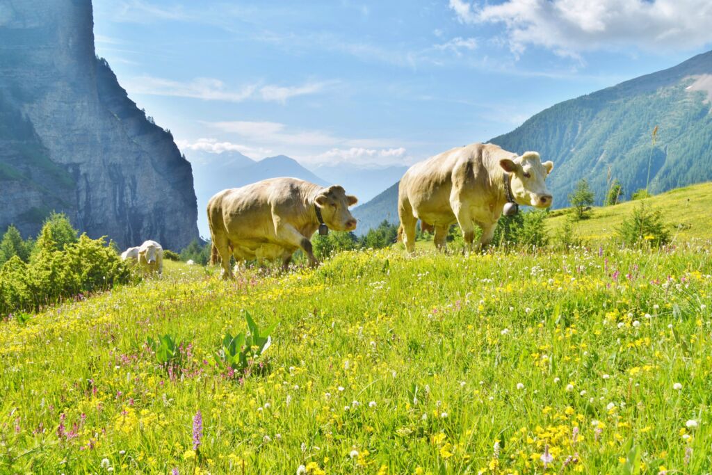 Gaec la Muande ©Guy Borgia