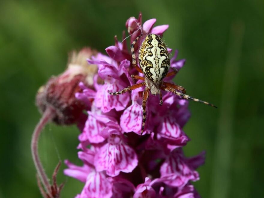 Épeire des bois à Ancelle ©Marc Corail – Parc national des Écrins
