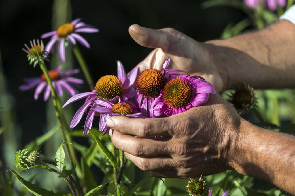Exemple de cueillette de fleurs Echinacea Purpurea (© Patrick DOMEYNE)