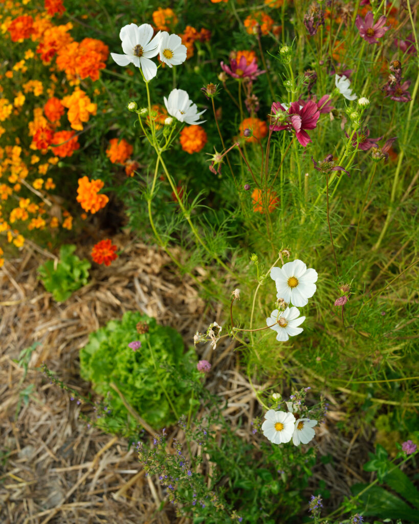 Les jardins du Mont Orel - ©Maxime Matisse