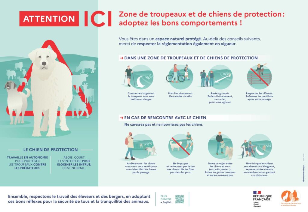 Infos prévention zone de troupeaux et chiens de protection
