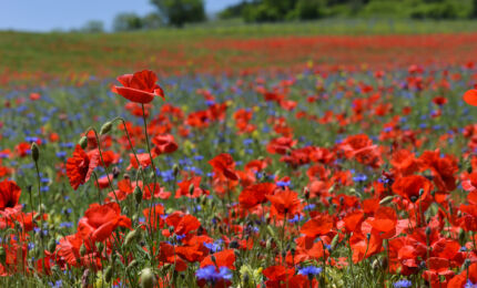Papaver rhoeas ©Franck Le Driant