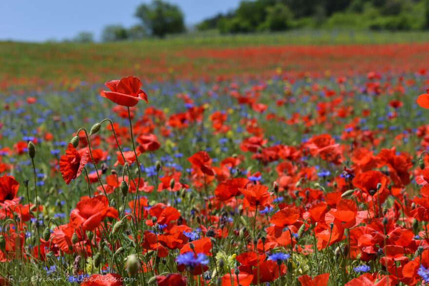 Papaver rhoeas ©Franck Le Driant Papaver rhoeas ©Franck Le Driant