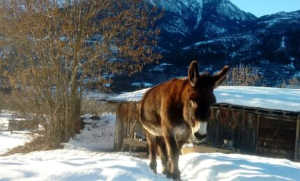 Petite Ferme des Regains ©Coralie Maretto