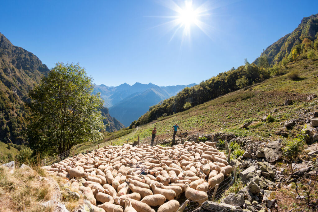 Transhumance Champsaur ©Floriane Deysse