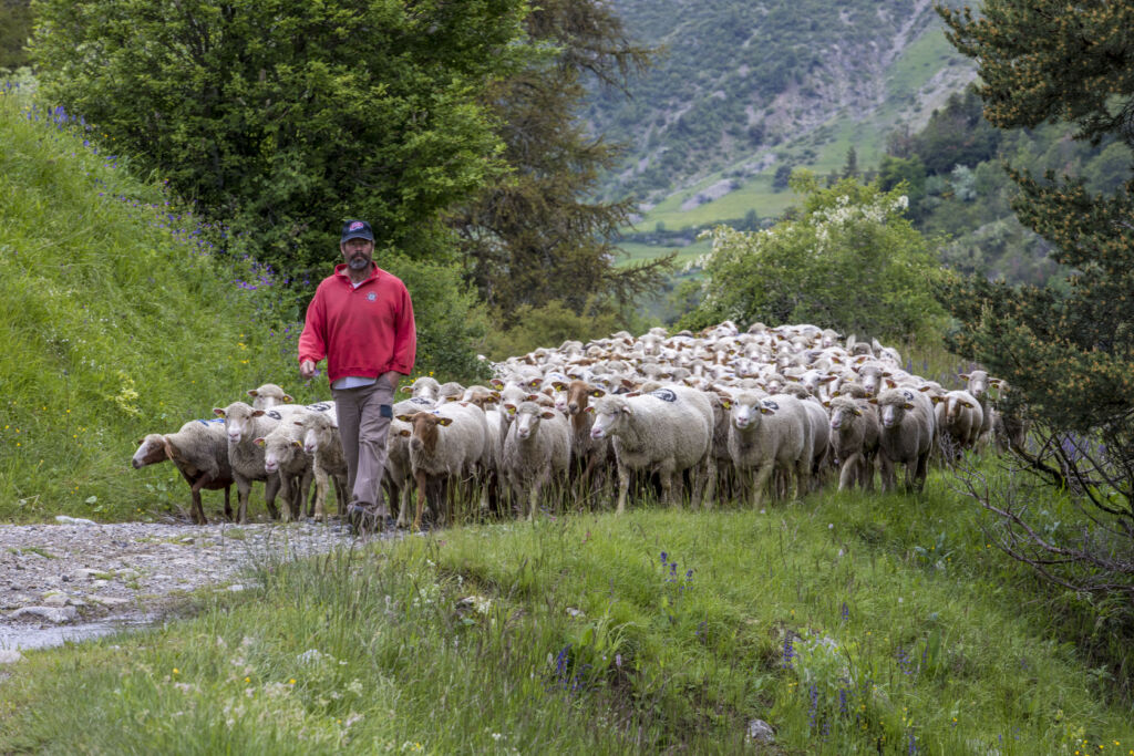 Transhumance Ovin Ancelle © Patrick DOMEYNE ADDET05