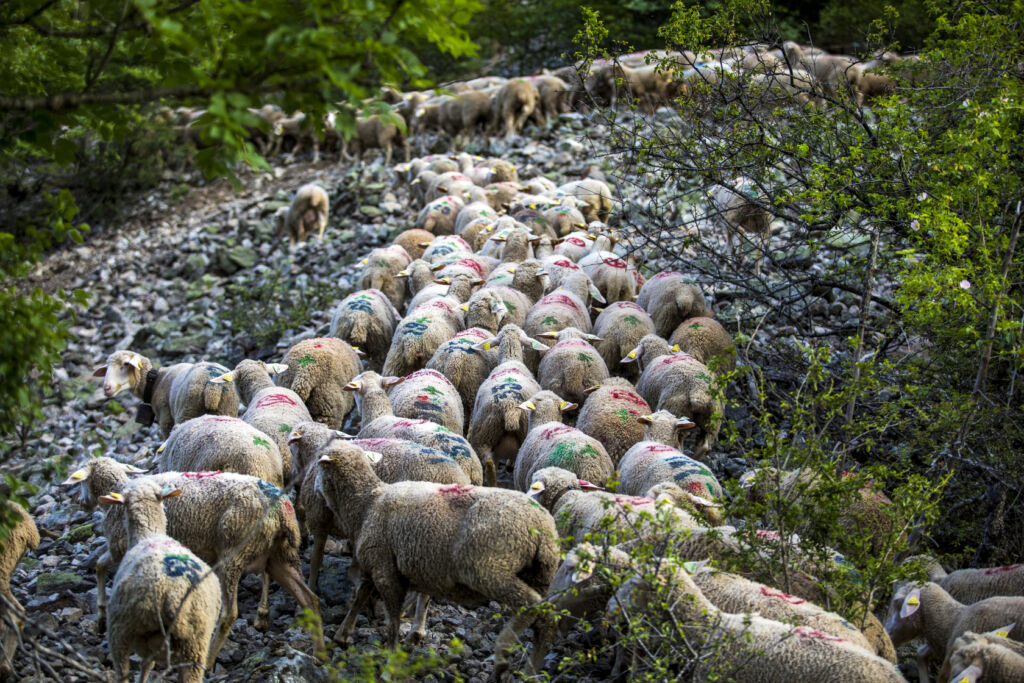 troupeau ovins © Patrick DOMEYNE - ADDET05